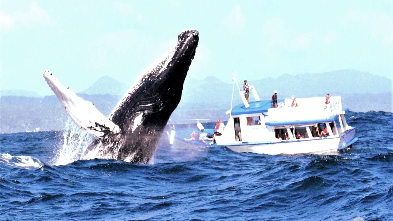 Whales visiting Samana